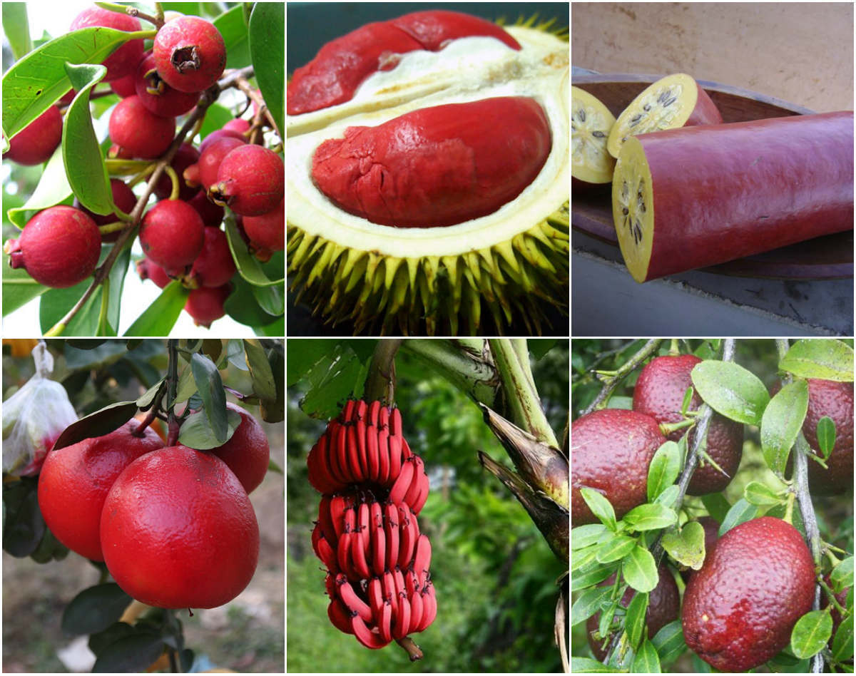 Chuối đỏ au, bưởi hồng rực: Hàng hiếm cúng tết cầu may mắn