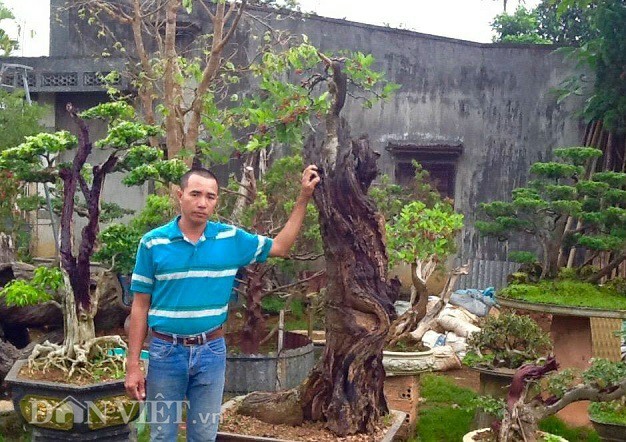 Chiêm ngưỡng 'cụ' dâu tằm độc đáo hơn 100 tuổi ở Lâm Đồng