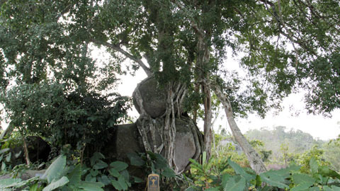 Cây sanh ngan năm tuổi độc nhất vô nhị ở Nghệ An