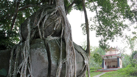 Tuyệt phẩm cây sanh 'mâm xôi con gà' trên khối đá hoa cương