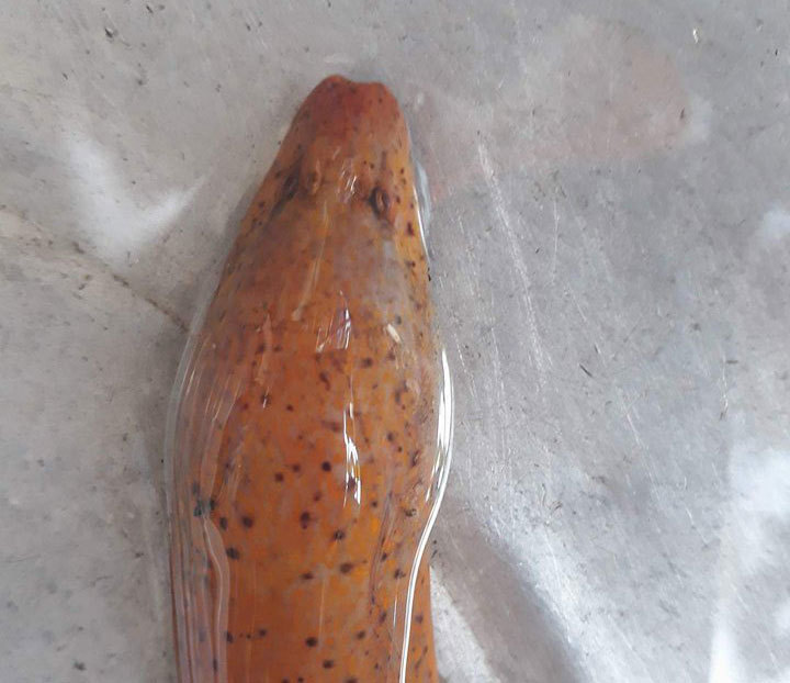 Huế: Bắt được lươn vàng có đốm đen kỳ lạ, trả tiền triệu không bán