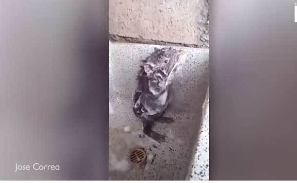 Xem chuột con tắm rửa, xát xà phòng kỳ cọ như người