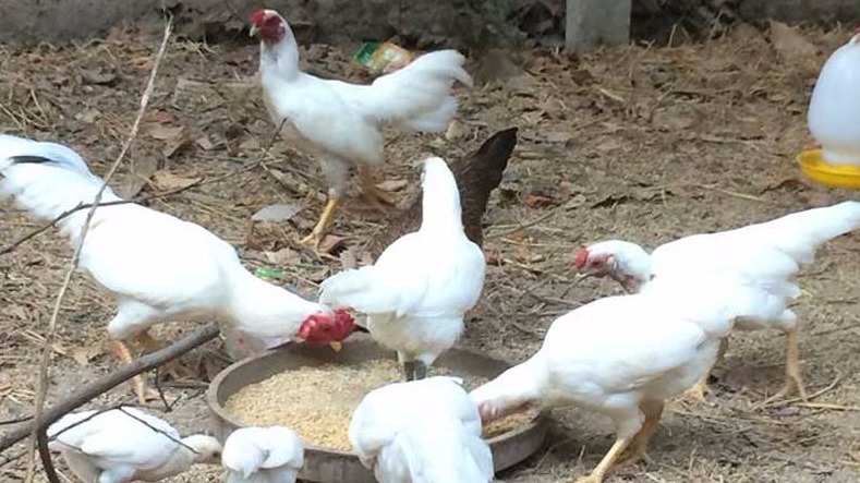 Độc đáo gà 9 cựa đột biến trắng muốt