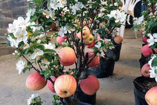 Táo đỏ Trung Quốc nguyên cây trưng Tết: Có độc, cấm ăn