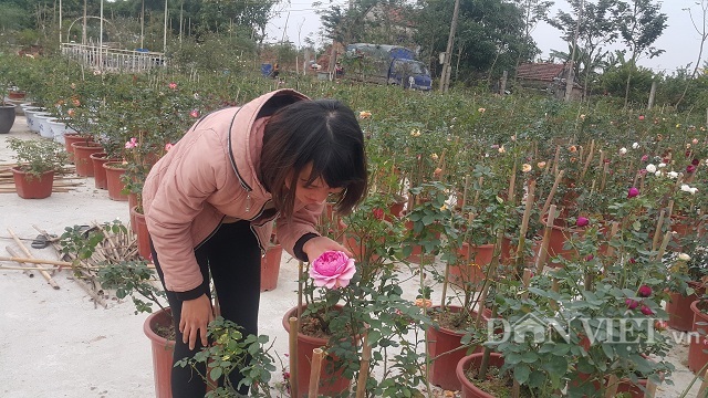 Chăm hoa hồng bán Tết, bố bỉm sữa nhẹ nhàng kiếm hơn 1 tỷ đồng